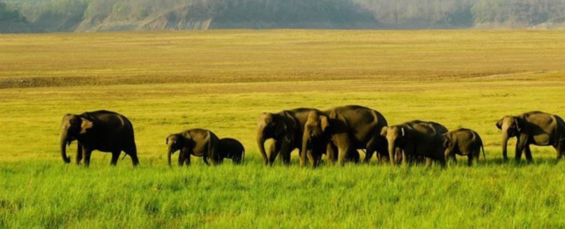 About Jim Corbett National Park, Jim Corbett National Park