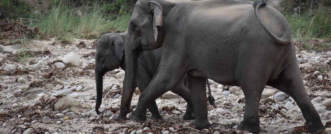 Elephant Ride Jim Corbett, Jim Corbett Elephant Safari