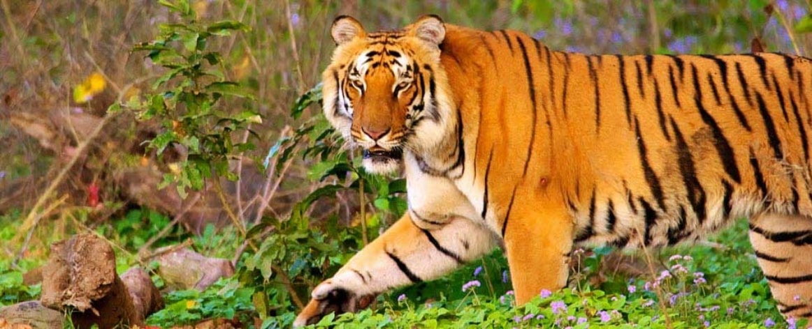 Jim Corbett Durgadevi Zone